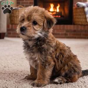 Jasper, Morkie / Yorktese Puppy